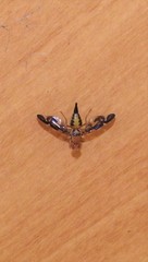 Austrorioxa acidiomorpha