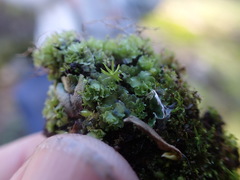 Fossombronia longiseta