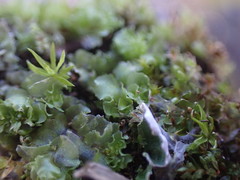 Fossombronia longiseta