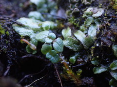 Mannia gracilis
