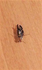 Austrorioxa acidiomorpha