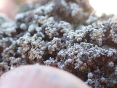 Trapeliopsis granulosa