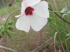 Hibiscus meraukensis