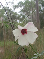 Hibiscus meraukensis