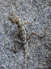Calotes versicolor