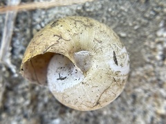 Helminthoglypta contracostae