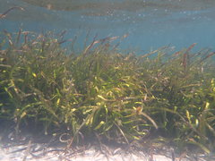 Posidonia australis
