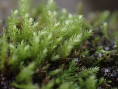 Claopodium whippleanum