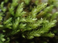 Claopodium whippleanum