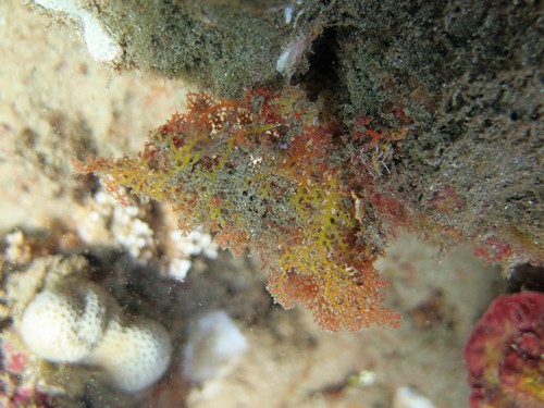 Portieria hornemannii observed 2021-06-05