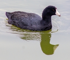 Fulica americana