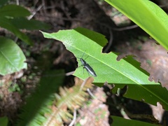 Proludius protractus