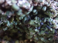 Peltigera venosa
