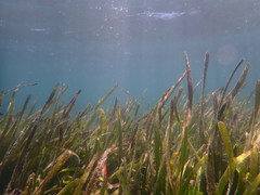 Posidonia australis