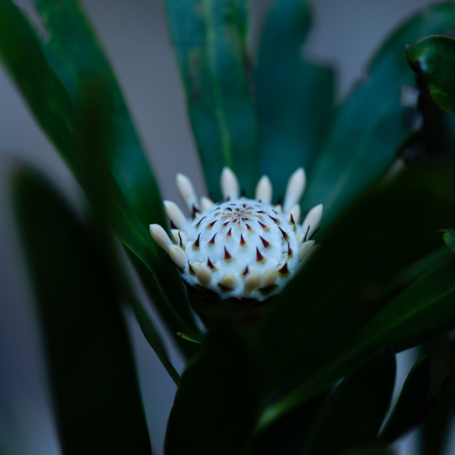 山龍眼科圓錐花屬Isopogon