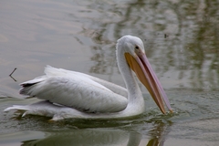 Pelecanus erythrorhynchos
