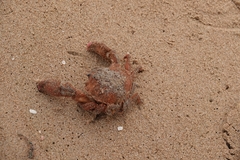 Lauridromia dehaani