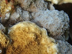 Montipora flabellata