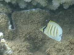 Chaetodon multicinctus