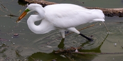 Ardea alba