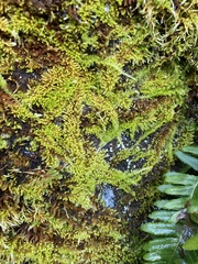 Homalothecium aureum