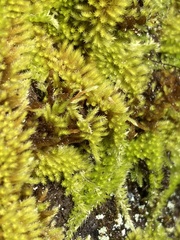 Homalothecium aureum