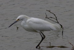 Egretta thula