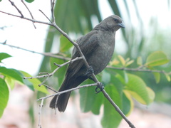 Molothrus bonariensis