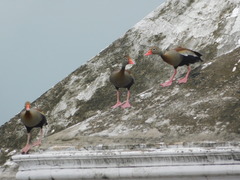 Dendrocygna autumnalis