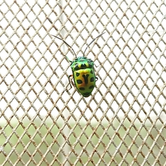 Chrysocoris dilaticollis