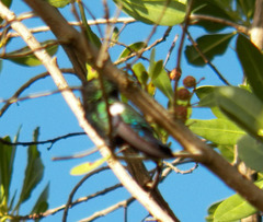 Anthracothorax aurulentus