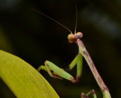 Stagmatoptera binotata