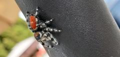 Phidippus adumbratus