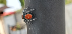 Phidippus adumbratus