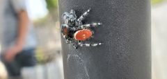 Phidippus adumbratus
