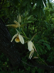 Eulophia calanthoides