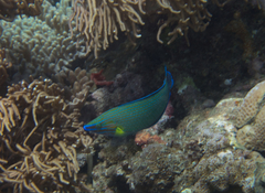 Halichoeres richmondi