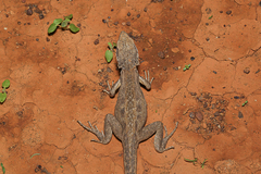 Amphibolurus centralis