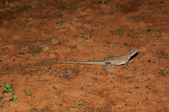 Amphibolurus centralis