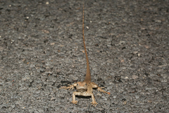 Amphibolurus centralis