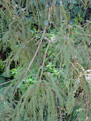 Sophora godleyi