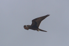 Falco subniger