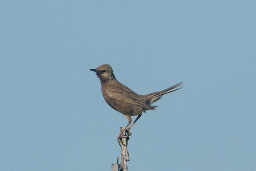 Brown Songlark (Cincloramphus cruralis), photo 6