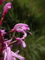 Disa roseovittata