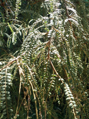 Sophora godleyi