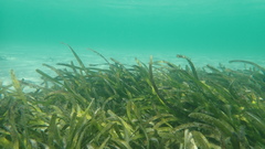 Posidonia australis