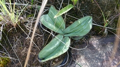 Hypoxis costata