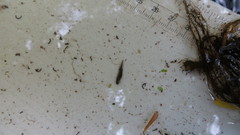 Ambystoma gracile