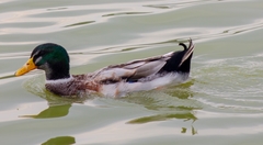 Anas platyrhynchos domesticus