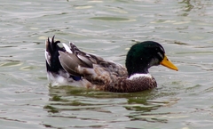 Anas platyrhynchos domesticus